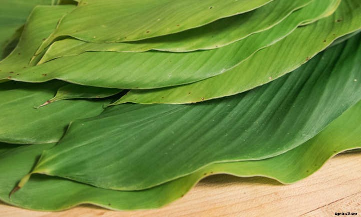 How To Grow Turmeric In Beds Or Containers