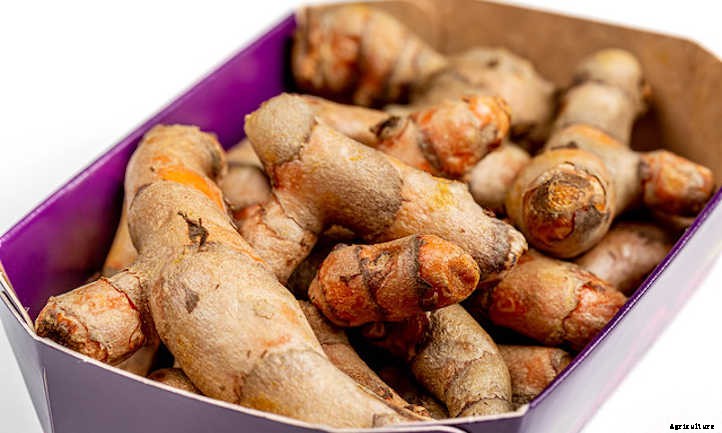 How To Grow Turmeric In Beds Or Containers