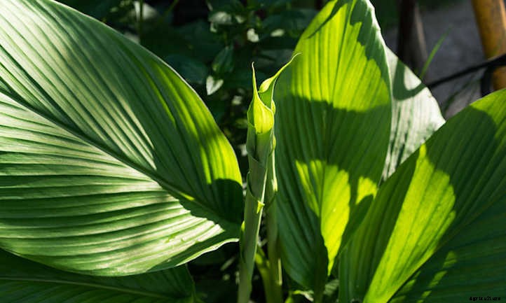 How To Grow Turmeric In Beds Or Containers