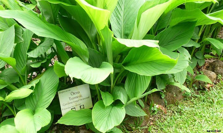 How To Grow Turmeric In Beds Or Containers