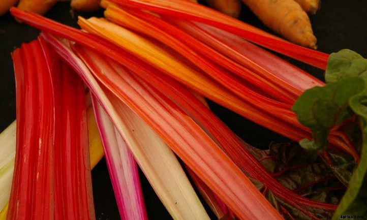 Growing Rhubarb: Pretty Pieplant, Poisonous Leaves