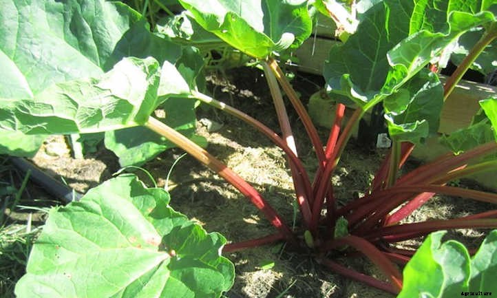 Growing Rhubarb: Pretty Pieplant, Poisonous Leaves