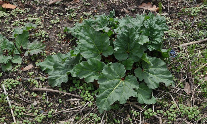 Growing Rhubarb: Pretty Pieplant, Poisonous Leaves