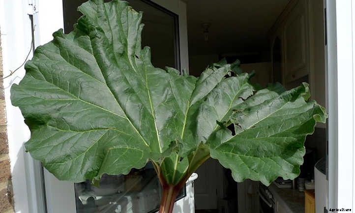 Growing Rhubarb: Pretty Pieplant, Poisonous Leaves