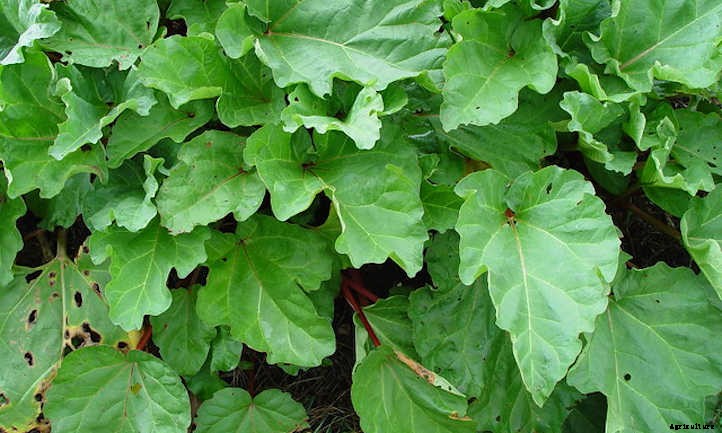 Growing Rhubarb: Pretty Pieplant, Poisonous Leaves