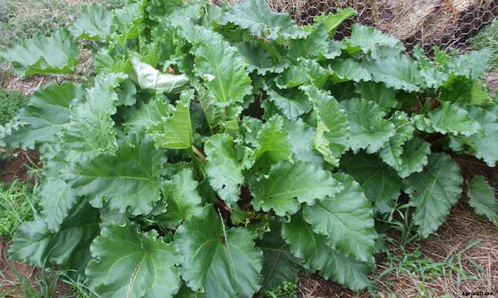 Growing Rhubarb: Pretty Pieplant, Poisonous Leaves