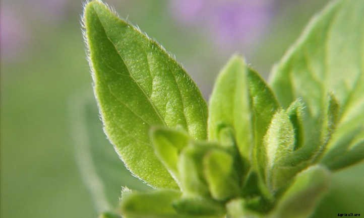 Growing Marjoram Herbs In The Garden