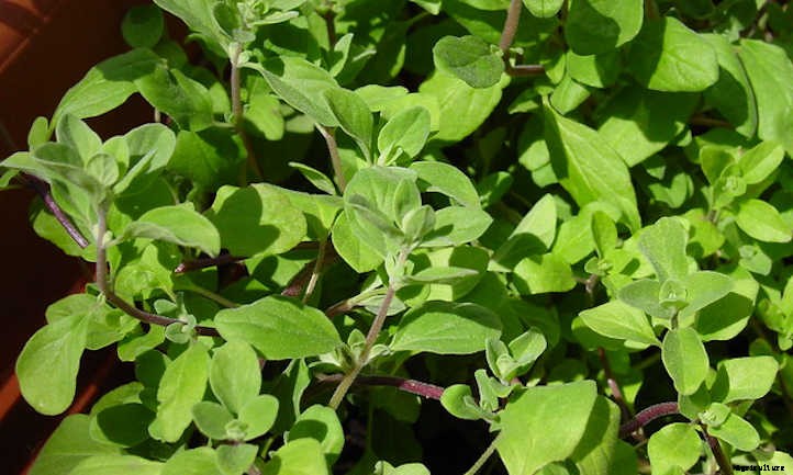 Growing Marjoram Herbs In The Garden