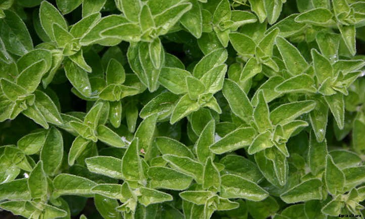 Growing Marjoram Herbs In The Garden