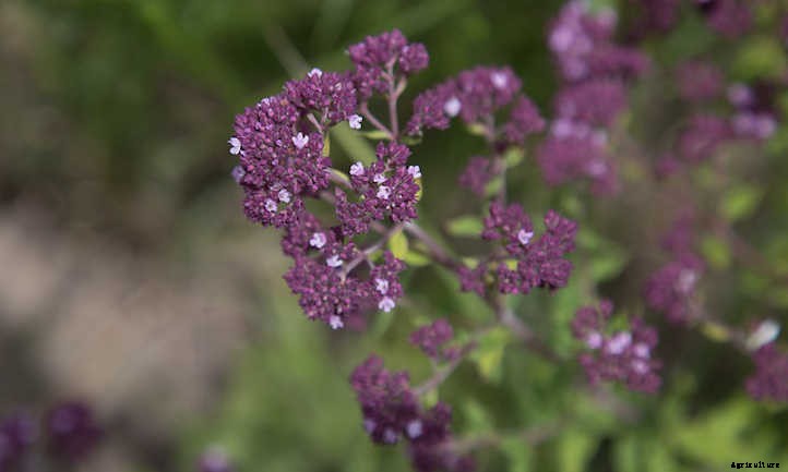 Growing Marjoram Herbs In The Garden