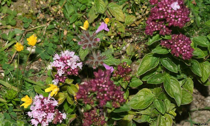 Growing Marjoram Herbs In The Garden