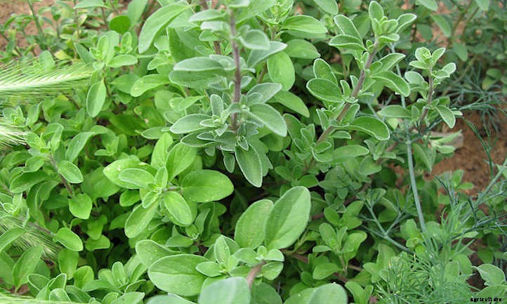 Growing Marjoram Herbs In The Garden
