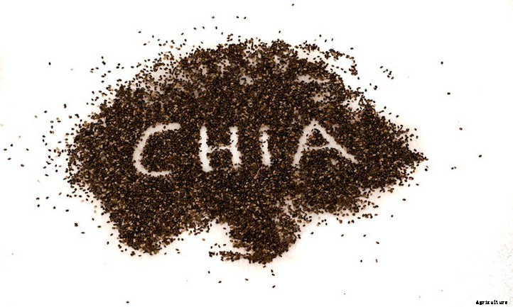 How To Grow Chia Microgreens Fast And Easy