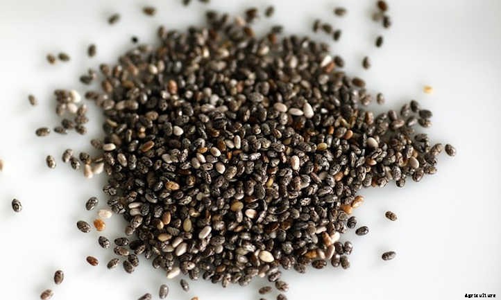 How To Grow Chia Microgreens Fast And Easy