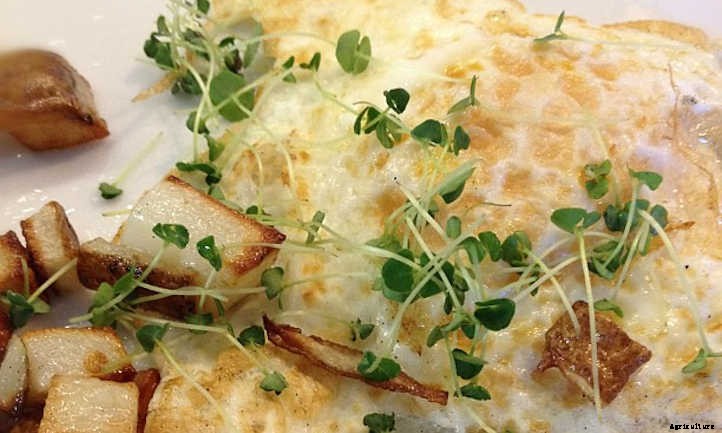 How To Grow Chia Microgreens Fast And Easy