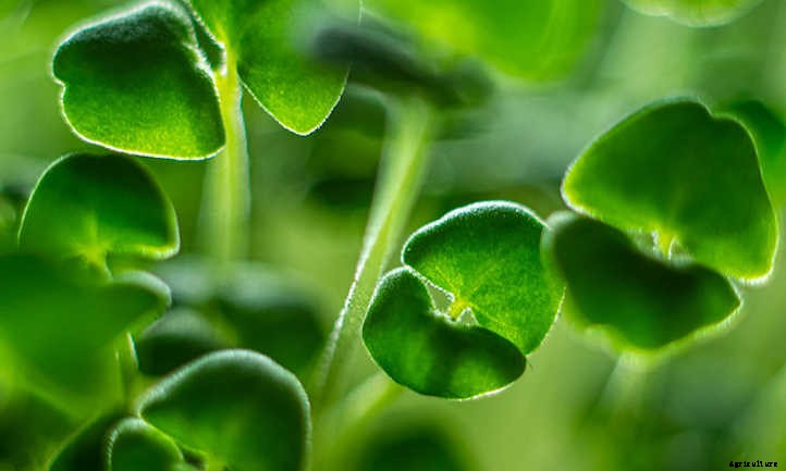 How To Grow Chia Microgreens Fast And Easy