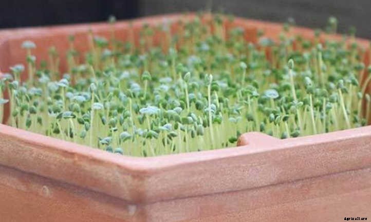 How To Grow Chia Microgreens Fast And Easy