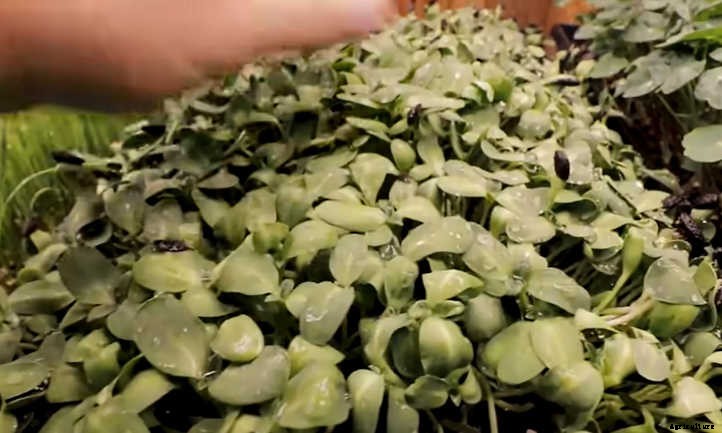 How To Grow Sunflower Microgreens Fast And Easy