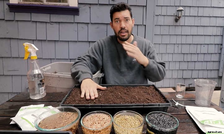 How To Grow Sunflower Microgreens Fast And Easy