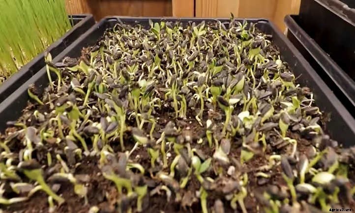 How To Grow Sunflower Microgreens Fast And Easy