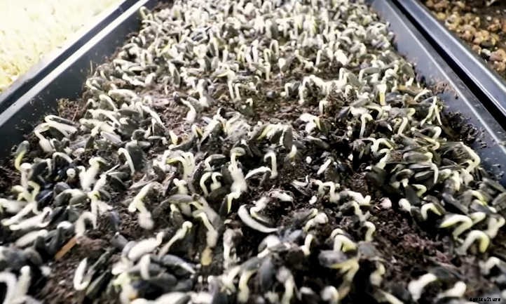 How To Grow Sunflower Microgreens Fast And Easy