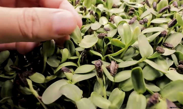 How To Grow Sunflower Microgreens Fast And Easy