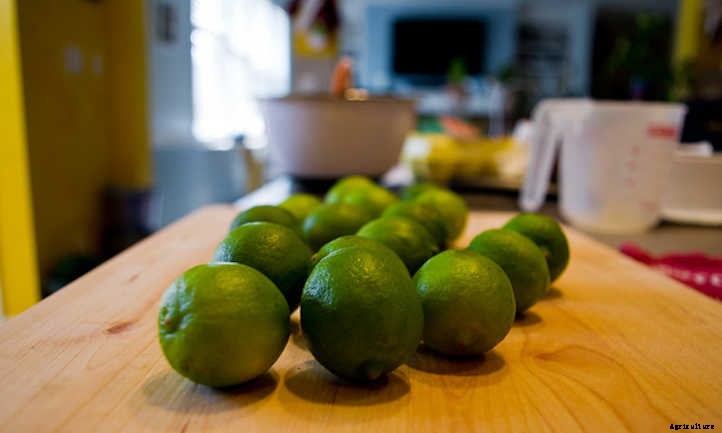 10 Lime Tree Varieties You Should Consider