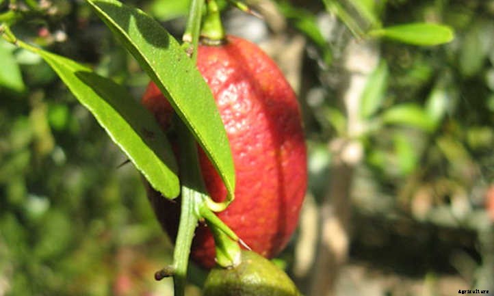 10 Lime Tree Varieties You Should Consider