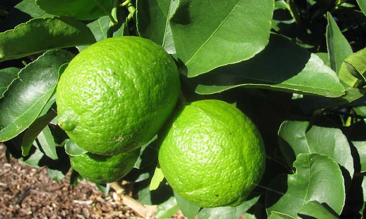 10 Lime Tree Varieties You Should Consider
