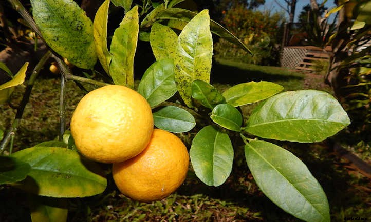 10 Lime Tree Varieties You Should Consider