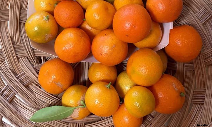 10 Lime Tree Varieties You Should Consider