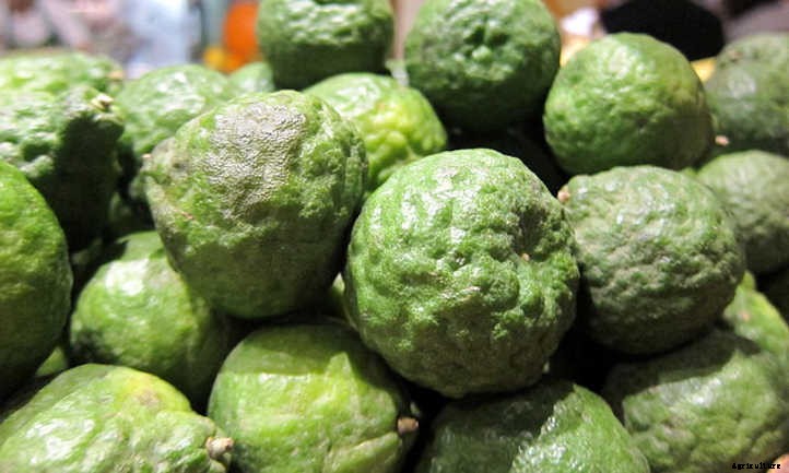 10 Lime Tree Varieties You Should Consider