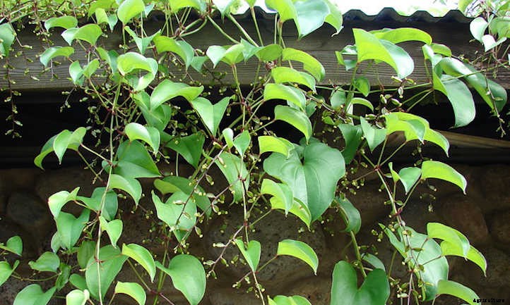 Dioscorea Alata: Growing Wonderful Winged Yams