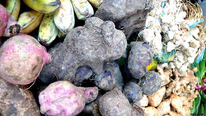 Dioscorea Alata: Growing Wonderful Winged Yams