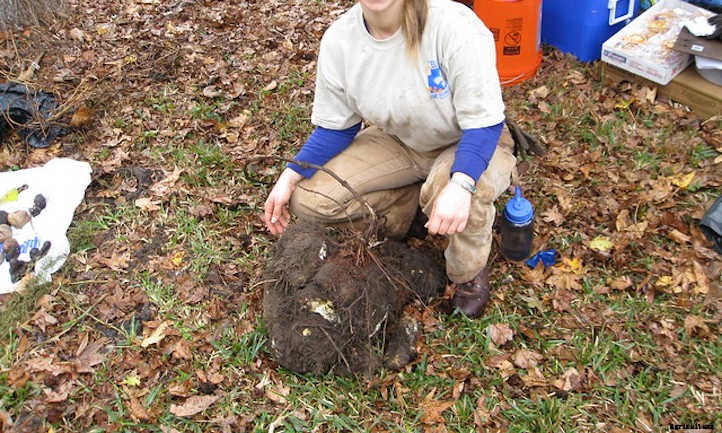 Dioscorea Alata: Growing Wonderful Winged Yams