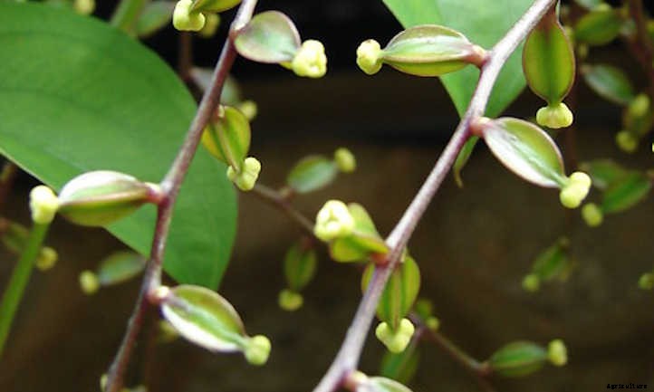 Dioscorea Alata: Growing Wonderful Winged Yams