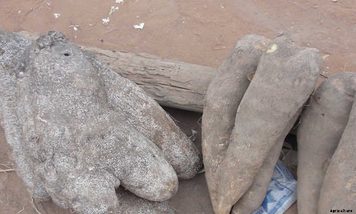 Dioscorea Alata: Growing Wonderful Winged Yams