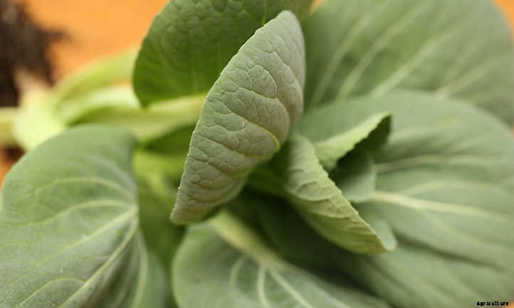 Growing Bok Choy: A Stir Fry Champion
