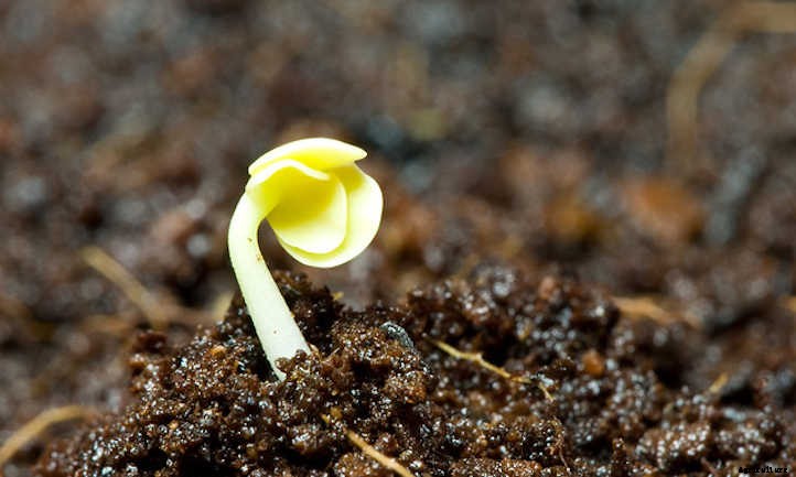 Growing Bok Choy: A Stir Fry Champion