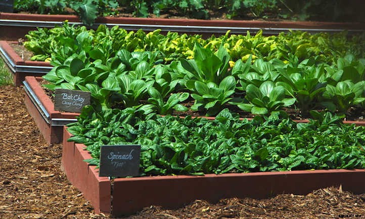 Growing Bok Choy: A Stir Fry Champion
