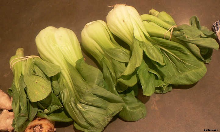Growing Bok Choy: A Stir Fry Champion