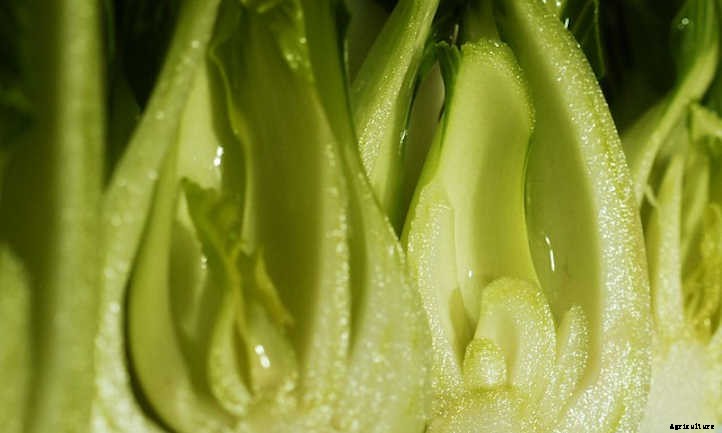 Growing Bok Choy: A Stir Fry Champion