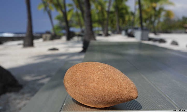 Mamey Sapote: A Giant Tropical Berry Treat