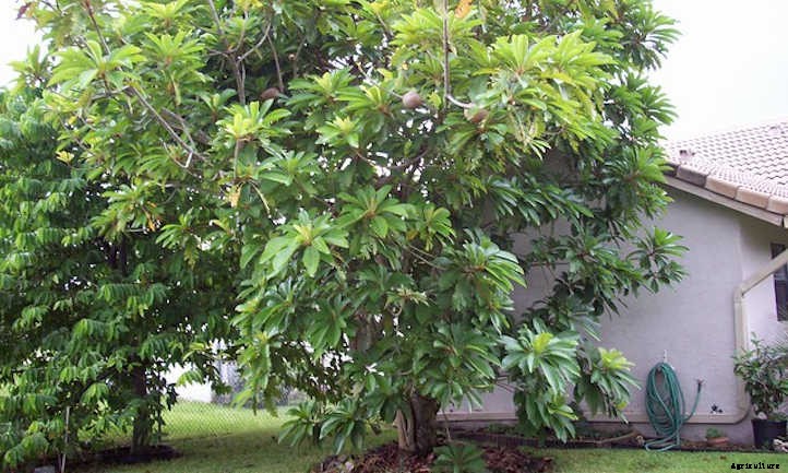 Mamey Sapote: A Giant Tropical Berry Treat