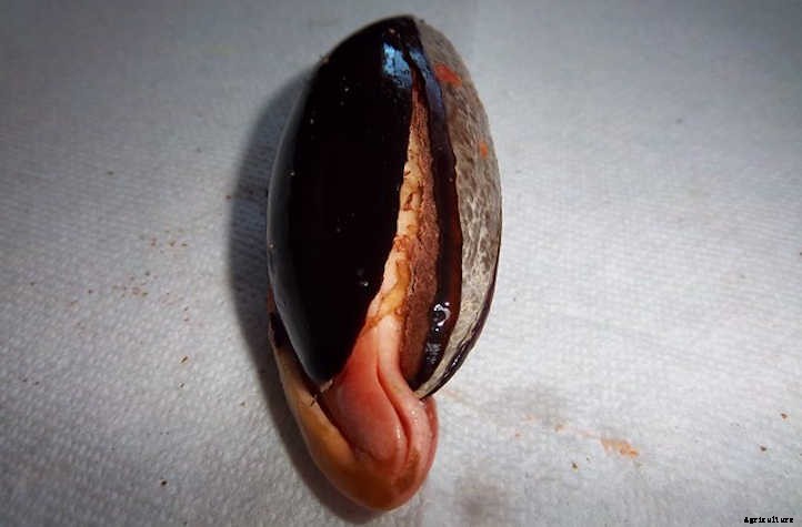 Mamey Sapote: A Giant Tropical Berry Treat