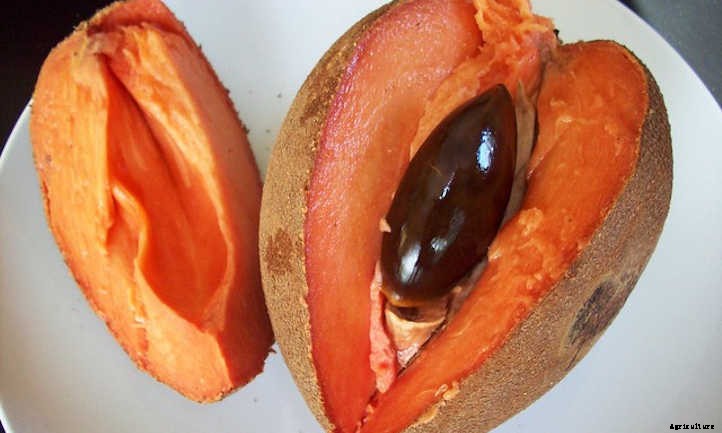 Mamey Sapote: A Giant Tropical Berry Treat
