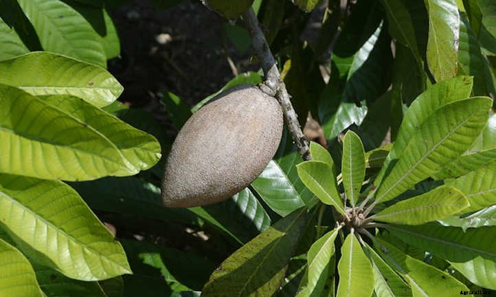 Mamey Sapote: A Giant Tropical Berry Treat