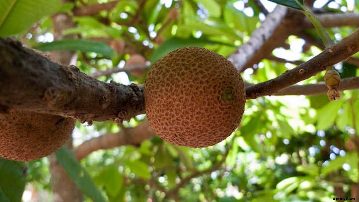Mamey Sapote: A Giant Tropical Berry Treat