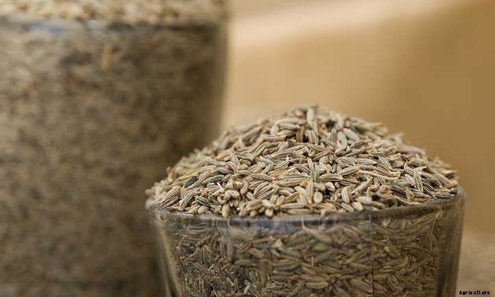 Growing Cumin To Spice Up The Garden