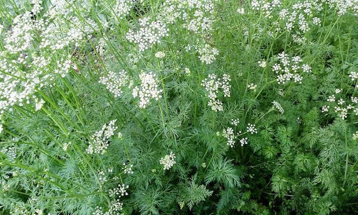 Growing Cumin To Spice Up The Garden